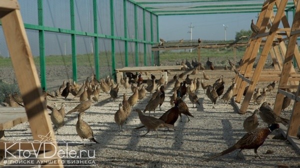 Выращивание фазанов в домашних условиях