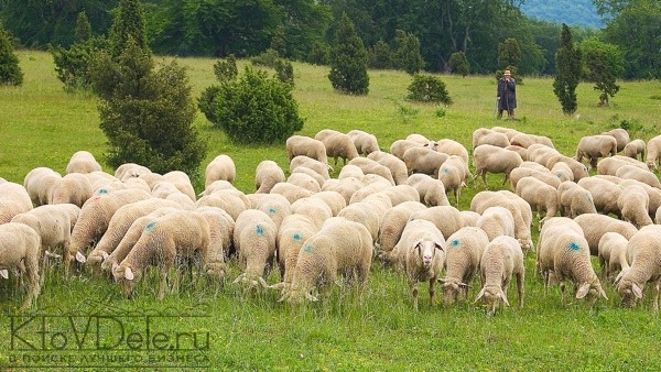 разведение овец как бизнес