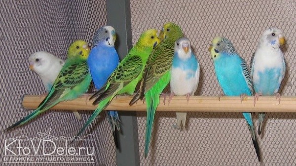Разведение попугаев в домашних условиях