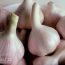 выращивание чеснока на продажу
